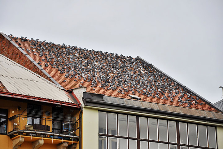 A2B Pest Control are able to install spikes to deter birds from roofs in West Norwood. 