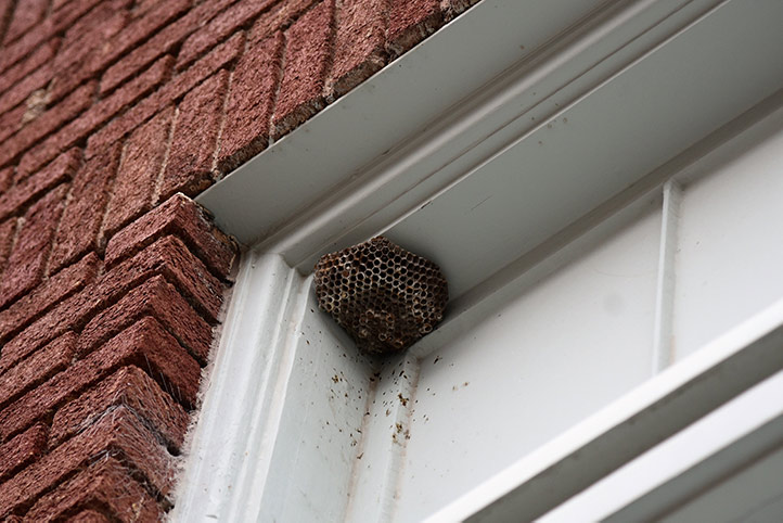 We provide a wasp nest removal service for domestic and commercial properties in West Norwood.